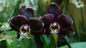 Um estudo em orquídeas