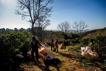 Fazendas de café certificadas pela Starbucks são flagradas com trabalho escravo e infantil em Minas Gerais
