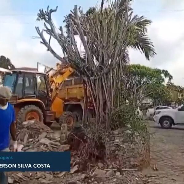 Árvore sagrada de 26 anos é derrubada por prefeitura em Santo Amaro (BA)