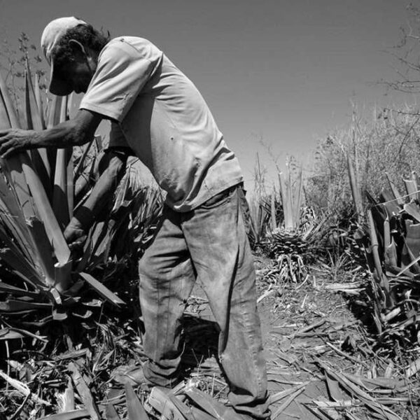 Brasil registra maior número de denúncias de trabalho escravo da história do país